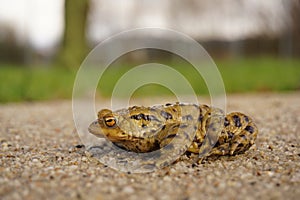 Common toad on Sand. Toad on sand.