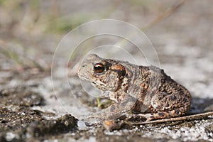 Common Toad in the sand