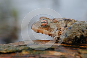 Common toad
