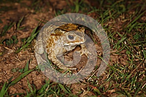 Common toad sitting in the grass