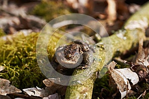 Common toad sitting between leafs and branches in forest floor in spring in Denmark