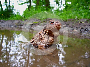 Common Toad, bufo bufo, Eifel National Park, North Rhine-Westphalia, Germany