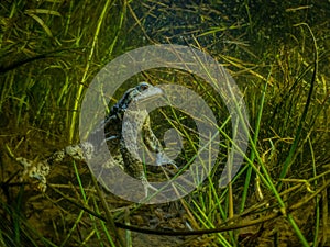 A common Toad underwater in a grassy pond near Glasgow, Scotland.