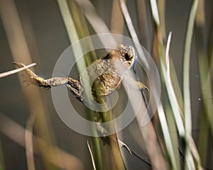 The common toad in the water. Bufo bufo.