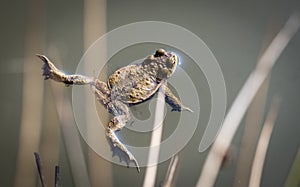 The common toad in the water. Bufo bufo.
