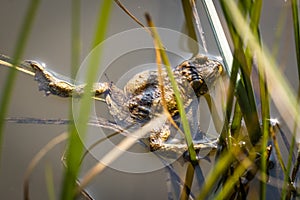 The common toad in the water. Bufo bufo.