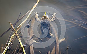 The common toad in the water. Bufo bufo.