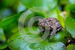 Common toad on water hyacinth