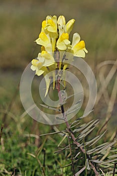 Common Toadflax