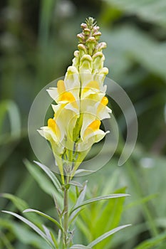 Common Toadflax