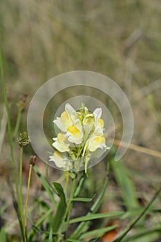 Common toadflax