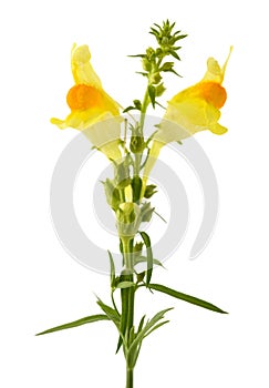 Common toadflax flowers
