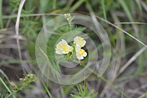 Common toadflax