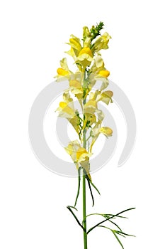 Common toadflax (Linaria vulgaris)