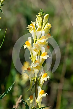 Common toadflax (linaria vulgaris