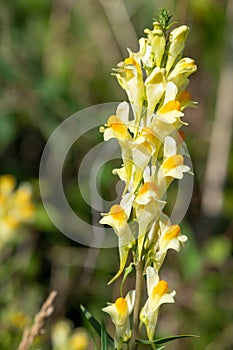 Common toadflax (linaria vulgaris