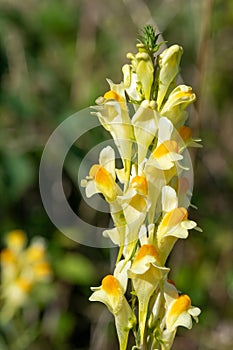 Common toadflax (linaria vulgaris