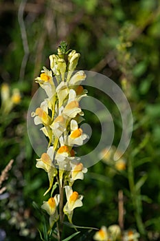 Common toadflax (linaria vulgaris