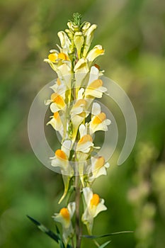 Common toadflax (linaria vulgaris