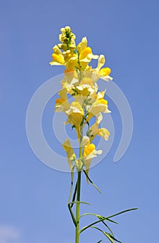 Common toadflax (Linaria vulgaris)