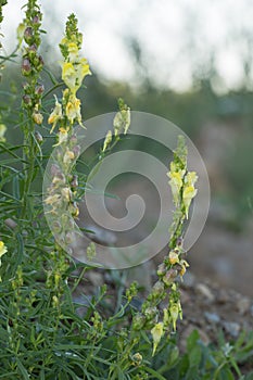 Common toadflax, Linaria vulgaris