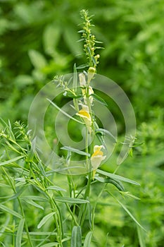 Common toadflax, Linaria vulgaris in bloom