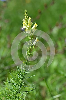 Common Toadflax (Linaria vulgaris)