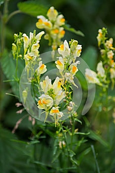 Common toadflax (Linaria vulgaris) in the natural environment of