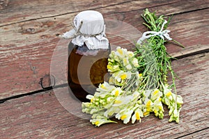 Common toadflax (Linaria vulgaris) and pharmaceutical bottle photo