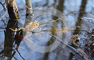 Common toads