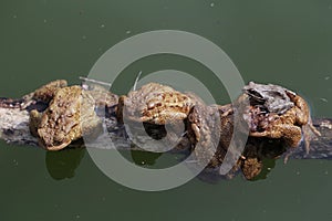 Common Toads