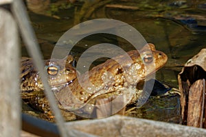 Common toads (Bufo bufo, from Latin bufo toad) in a pond.