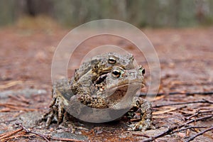 Common Toads (Bufo bufo) mating