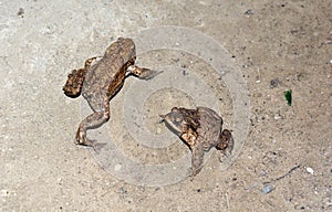 Common toads bufo bufo are moving