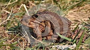 Common toads going to lake