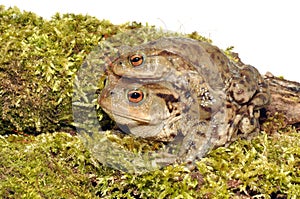 Common Toads
