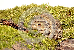 Common Toads Mating