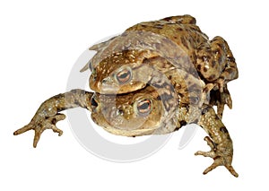 Common Toads