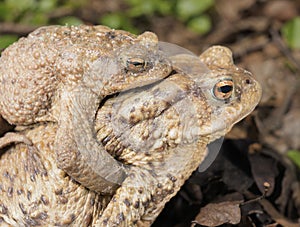 Common Toads
