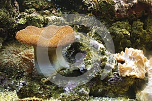 Common toadstool coral photo