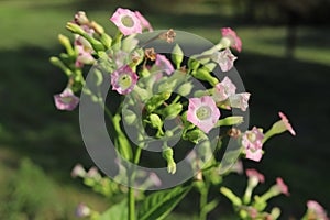 Common tobacco, Nicotiana tabacum. Inflorescence of tobacco flowers.