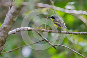 Common Tody Flycatcher