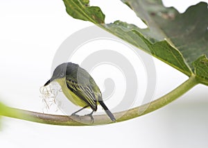 Common tody-Flycatcher