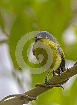 Common Tody flycatcher