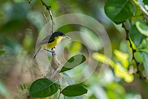 Common Tody Flycatcher