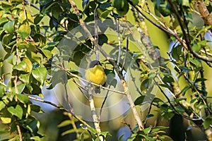 Common tody-flycatcher or black-fronted tody-flycatcher (Todirostrum cinereum)