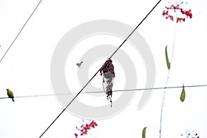 Common Tody Flycatcher nest hanging from a wire photo