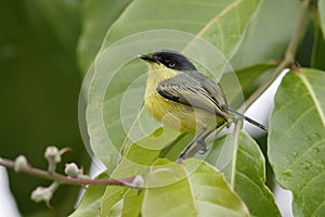 Common Tody-Flycatcher - Panama