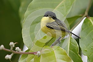 Common Tody-Flycatcher - Panama