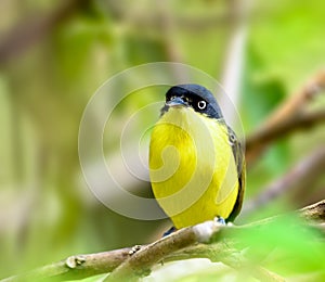 Common Tody Flycatcher perched on a tree